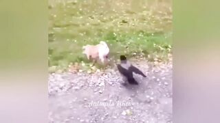 Vidéos de moments drôles de chats et de chiens????????