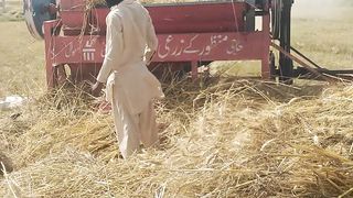 Wheat season