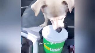 Meilleurs chiens????et chats les plus drôles????videos