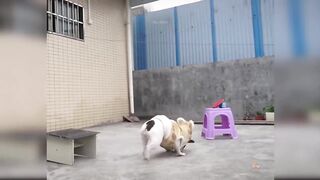 Baby Dogs - Cute and Funny Dog Videos Compilation 24 Aww Animals.