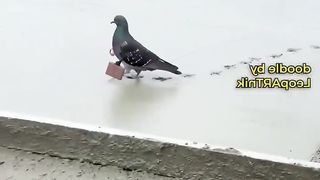 Funny Birds 2