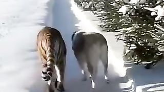 Неожиденная встреча