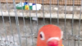 Parrot 6