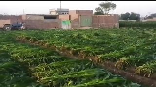 funny video|وکی نے ناک کٹوا دی