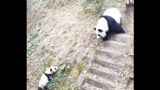 Cute panda Fight with mother
