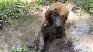 Funny animal 10