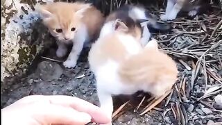 Baby cats 2