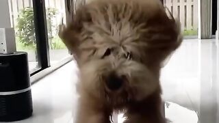 Puffy pupy