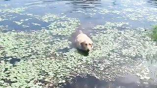 dog gaging