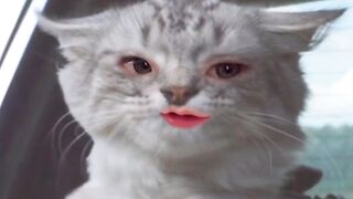 Cat in car