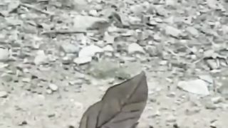 Beautiful butterfly 3