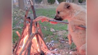 Funniest Dog Puppy enjoying in Bone fire