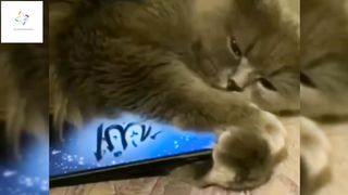 Meow loves Quran.