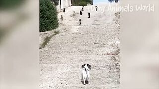 Funniest Cats And Dogs Videos ???? - Best Funny Animal Videos 2023 ???? #18