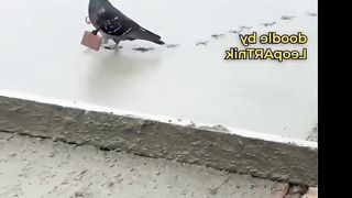 Funny Birds 3