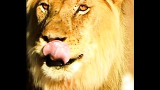 King Lion 3