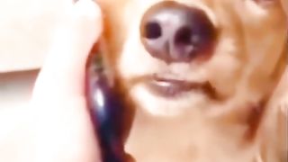 Funny video 565