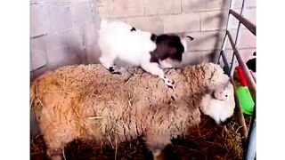 Funny  Goat