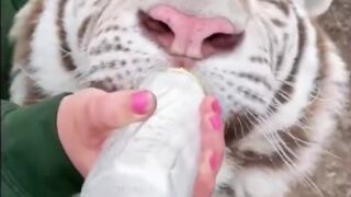 Cute baby animals Videos Compilation cute moment of the animals - Funniest Animals #4