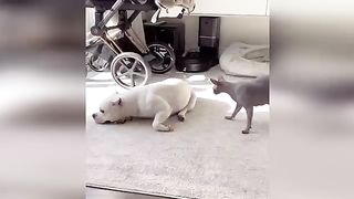 Chats drôles / Chiens - Animaux droles 284