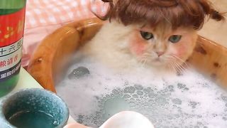 Cute Cat 4