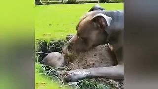 Best funniest dogs????and cats????videos #7