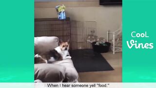 Try Not To Laugh Challenge - Funny Cat & Dog Vines compilation 2017 3
