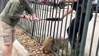 С ГРИЖА КЪМ ЖИВОТНИТЕ
