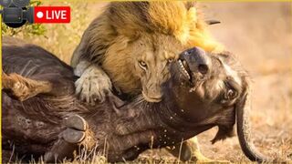 Unbelievable Of BIG Lions & tigers Hunting Their Prey - Wildlife Moments