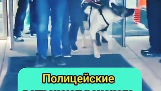 ПОЛИЦЕЙСКО КУЧЕ -ГЕРОЙ