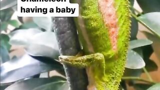 Chameleon having a baby