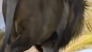 Short and funny animal video