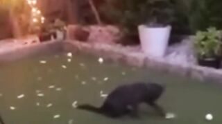 So funny cats videos 2023