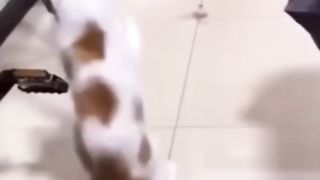 Cats funny videos 2023