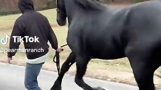 Horse Fails/Falls - TikTok