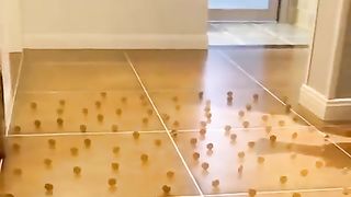 Cat Tricks