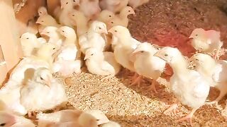 КОНСТРУКЦИЯ ЗА БРОЙЛЕРИ