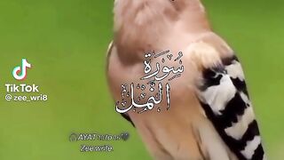 video status 4