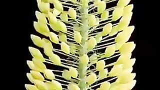 The nature of Allah. What a beautiful flower.