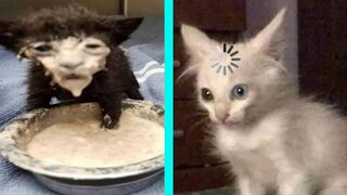 BEST DANK CAT MEMES COMPILATION OF 2020 PART 10 (from TikTok) 3