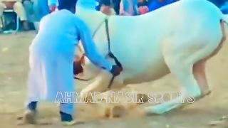 #best horses dance of 2023#ytshorts#youtubeshorts0