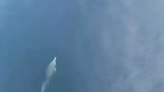 Dolphin ????