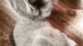 CATS WORLD 20
