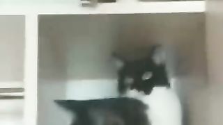 Funny video 571