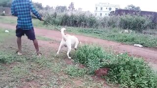 International funny white Dog