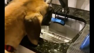 TRY NOT TO LAUGH WATCHING FUNNY DOG FAILS VIDEOS 2021