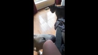dog funny funny