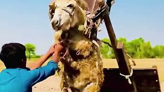 Funny video. 3