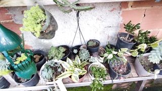 Minhas plantas