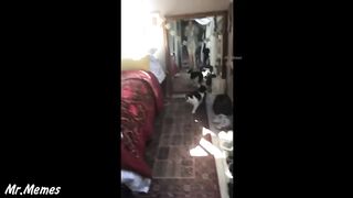 Funny compilation tiktok 2